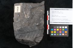 Foto (Objekt + Etikett) von Asplenium hochstetteri Unger (NHMW-GEO-2024-0188-10304)